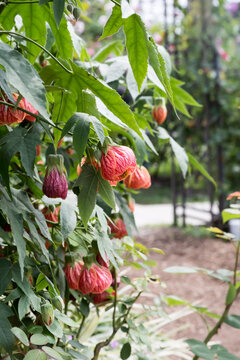 Beautiful Chinese lantern flowers.