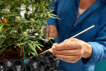 Expert gardener tending to cannabis plants in a grow house