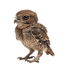 Obraz premium new Caledonian owlet on isolated transparent background