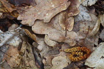 moth on leaf
