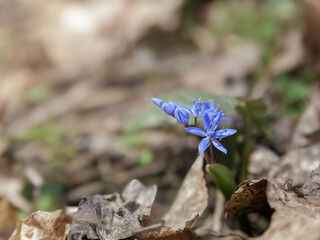Scilla bifolia in the spring forest, the first spring wildflowers - 763340687