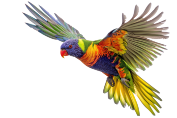 flying rainbow lorikeet bird on isolated transparent background