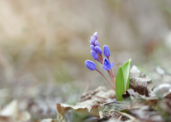 Scilla bifolia in the spring forest, the first spring wildflowers - 763340896