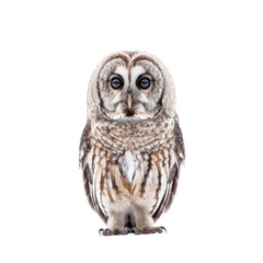 owl on isolated transparent background