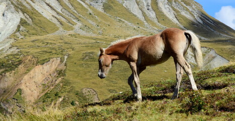 Haflinger - Horse breed - Mare and foal on an alpine meadow in the South Tyrolean mountains