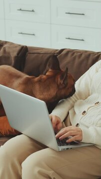 Vertical Screen: Young woman works on laptop, accompanied by her attentive French Bulldog in comfortable home setting, ease of remote work with furry friend