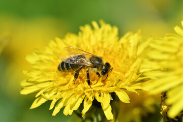 Macrophotography of bee polinating yellow dandelion in blossom 
