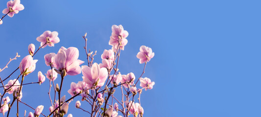 panorama of Pink magnolia buds and flowers against blue sky, soft pastel colors and gentle movement create sense of springtime beauty and tranquility