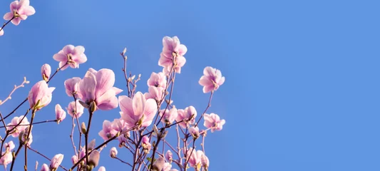 Fototapeten panorama of Pink magnolia buds and flowers against blue sky, soft pastel colors and gentle movement create sense of springtime beauty and tranquility © kittyfly