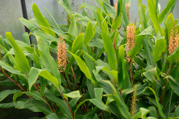 Ginger plant with abundant green leaves and vibrant orange flowers