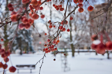 Winter Berries and Snowy Park Bench, Soft Focus