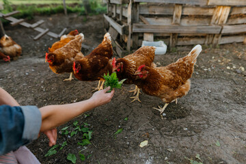 Red chickens eat fresh leaves from the farmer's hands in the chicken coop. A flock of free-range chickens enjoying fresh feed.