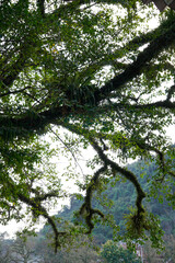 Fototapeta premium Parasitic plant living on the body of the tree