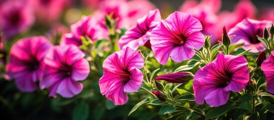 Purple flowers with green leaves and pink blooms in a garden