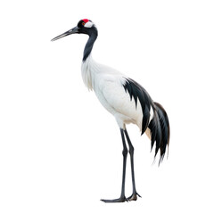 Naklejka premium red crowned crane on isolated transparent background