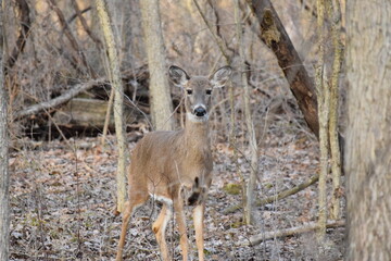deer in the woods