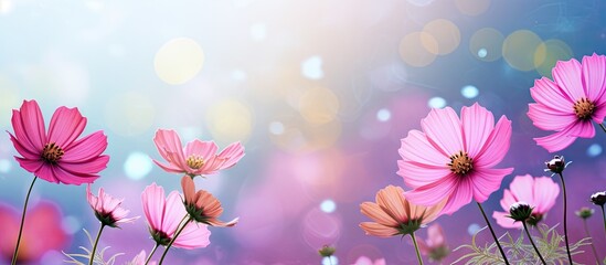 Colorful flowers in a field with blurred light background