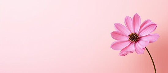Fototapeta na wymiar Pink flower in vase on table