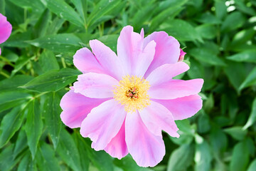 Beautiful common garden peony flower.