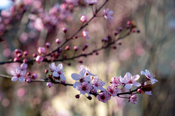 Pink flowers on a peach tree in the spring in the garden 