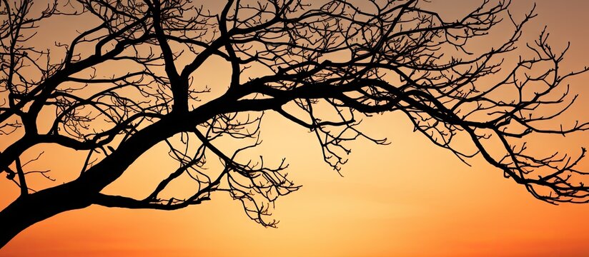 Bench under leafless tree silhouette at sunset