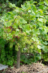 Fruitbearing green grapes on a vine plant in the ground