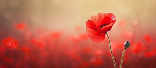 A red poppy flower in a field - obrazy, fototapety, plakaty