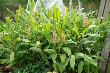 Ginger plant with lush green leaves and vibrant flowers