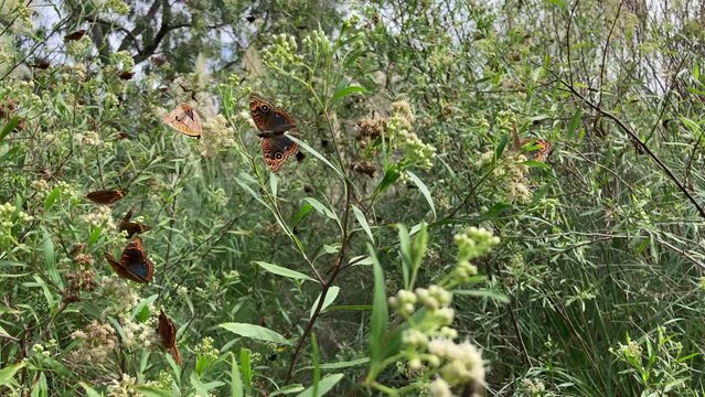 many mangrove buckeye (junonia genoveva hilaris) butterflies, spanish name Cuatro Ojos Com&uacute;n, in their habitat, Buenos Aires, Argentina