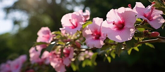 Naklejka premium Pink flowers on branch with green leaves