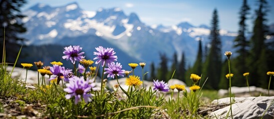 Purple flowers blooming in front of snow-covered mountain peaks