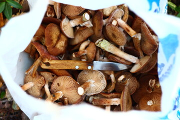 mushrooms and spices