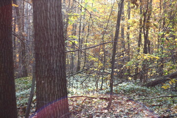 forest in autumn