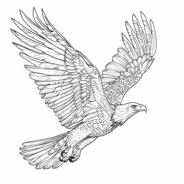 Eagle Flying Sketch Illustration for Coloring Page