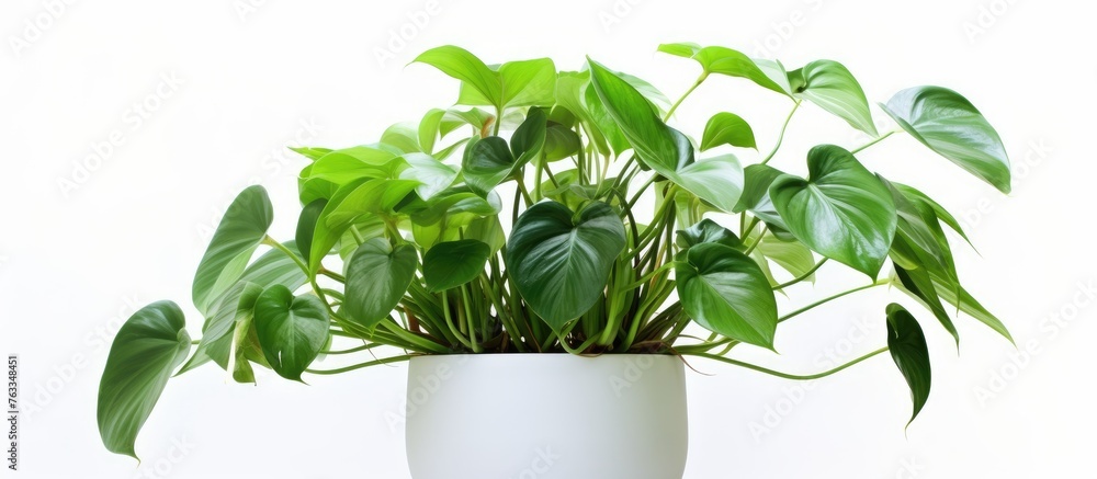 Poster Philodendron bipinnatifidum plant in white pot on table