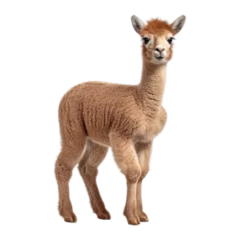 close up of a llama isolated on transparent background cutout © Papugrat
