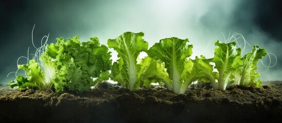 Lettuce plants growing in soil up close - Powered by Adobe