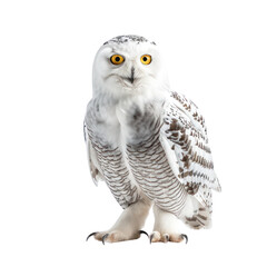 snowy owl on isolated transparent background