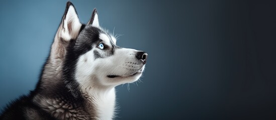 Fototapeta premium A husky dog with striking blue eyes gazing upwards