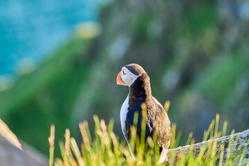 Cute and adorable Puffin seabird, fratercula, sitting in a breeding colony on high cliff at Runde...