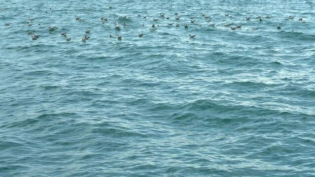 Seagulls sway on the calm surface and sit on the sea waves