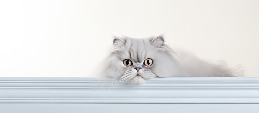 A cat peering over a ledge
