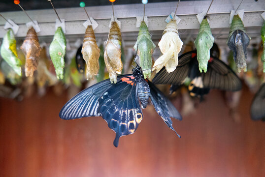 A pollinator, the butterfly, dangles from a pupae in an electric blue wild event