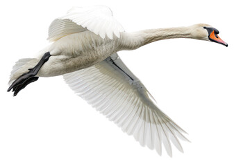 flying swan on isolated transparent background