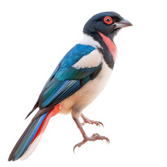 Taiwan blue magpie isolated on transparent background
