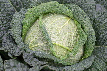 Closeup of a leafy cabbage, a nutritious leaf vegetable and superfood