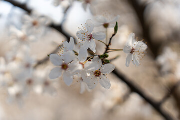 The tree blooms in the garden in early spring. 