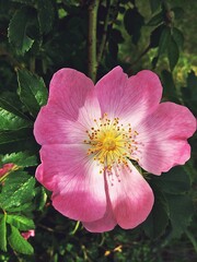 large rose petals, rose flower, pink flower, pollen and flower center, flowering plants