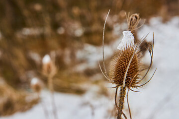 Winter Thistle with Melting Ice Close-Up - Whitehurst Nature Preserve