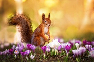  cute fluffy squirrel stands in a spring park among lilac and white snowdrops on a sunny day